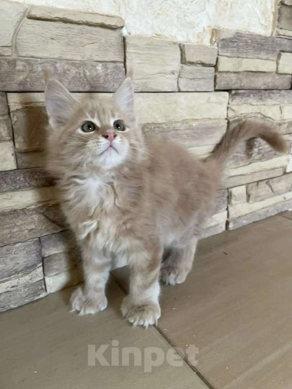 Кошки в Москве: Мальчик поли Мальчик, 45 000 руб. - фото 3