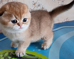Кошки в Тольятти: Золотые шиншилы Разнополые, 35 000 руб. - фото 3