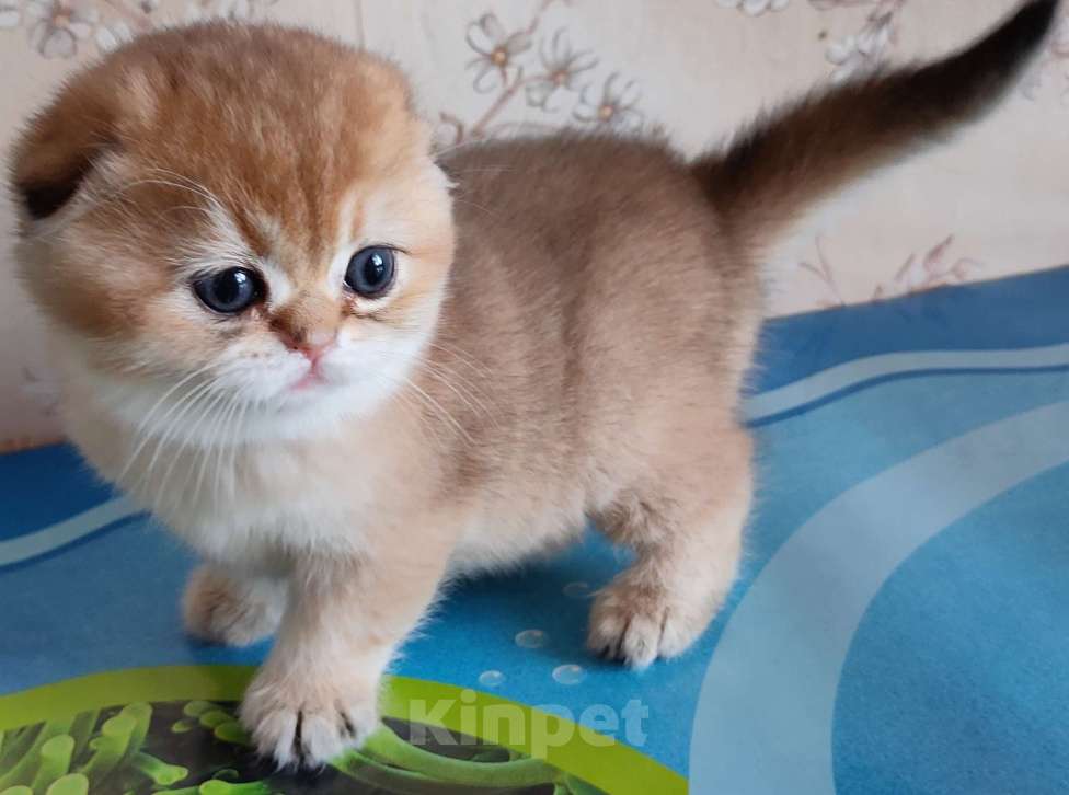 Кошки в Тольятти: Золотые шиншилы Разнополые, 35 000 руб. - фото 3