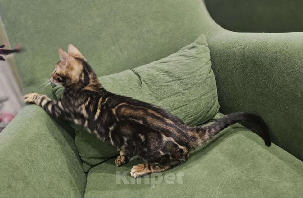 Кошки в Москве: Бенгальский котенок Мальчик, 40 000 руб. - фото 5