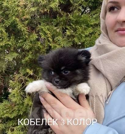 Собаки в Москве: Щенки Помчи миниатюрные Мальчик, 15 000 руб. - фото 3