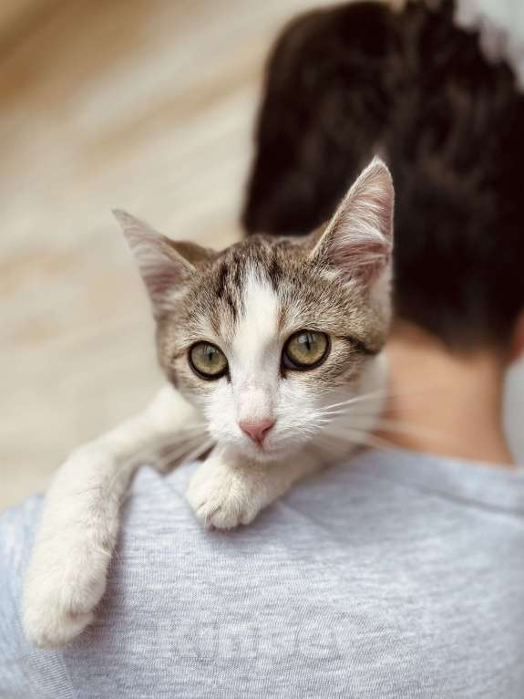 Кошки в Москве: Котенок девочка в добрые руки Девочка, 20 руб. - фото 3