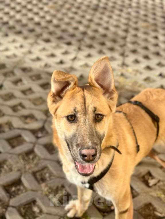 Собаки в Москве: Люсьен - нежный подросток ищет дом Мальчик, Бесплатно - фото 2