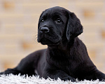Собаки в других городах Московской области: Черные и коричневые щенки Лабрадора Девочка, 80 000 руб. - фото 8