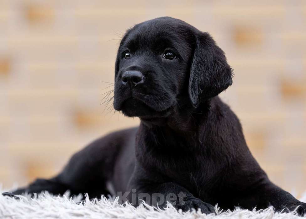Собаки в других городах Московской области: Черные и коричневые щенки Лабрадора Девочка, 80 000 руб. - фото 8