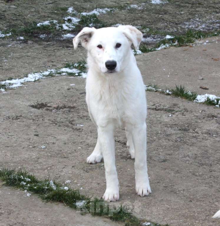 Собаки в Москве: Ласковая , молоденькая девочка Мия ждет свою родную семью! Девочка, Бесплатно - фото 7