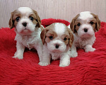 Собаки в Москве: Кавалер Кинг Чарльз спаниель щенки.  Девочка, 100 000 руб. - фото 3