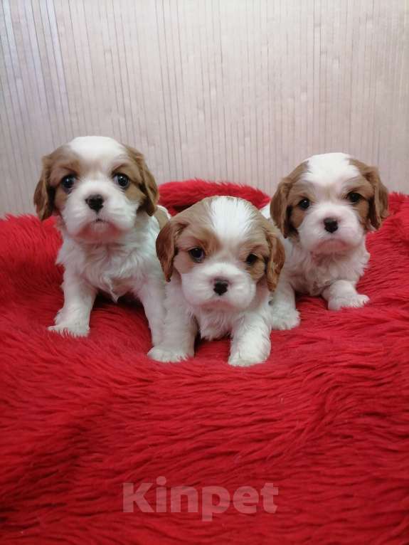 Собаки в Москве: Кавалер Кинг Чарльз спаниель щенки.  Девочка, 100 000 руб. - фото 3