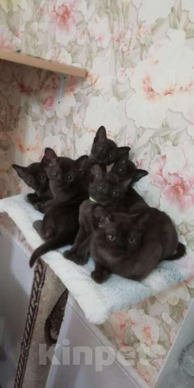 Кошки в Сертолово: Котята бурмы, 35 000 руб. - фото 1
