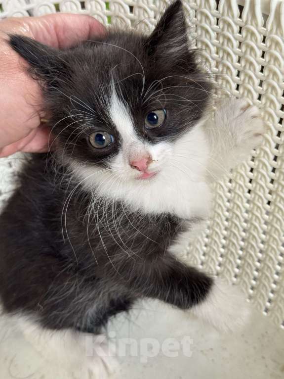 Кошки в Москве: Котята 2 месяца  Мальчик, Бесплатно - фото 6