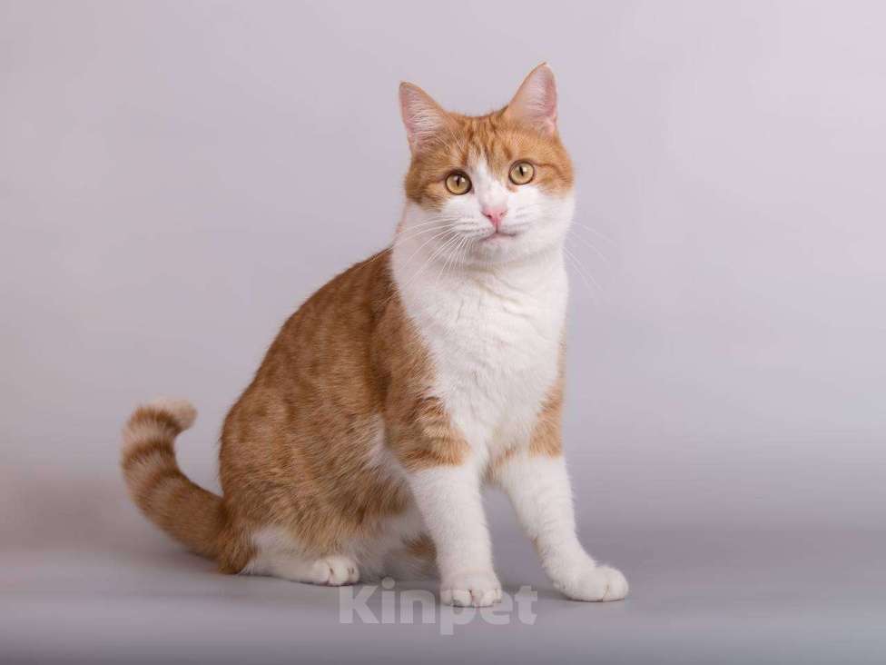 Кошки в Москве: Кошечка Манюня ищет доброе сердце.  Девочка, Бесплатно - фото 2