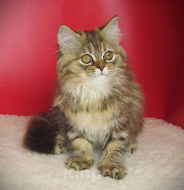 Кошки в Санкт-Петербурге: шотландская кошечка из питомника Девочка, Бесплатно - фото 4