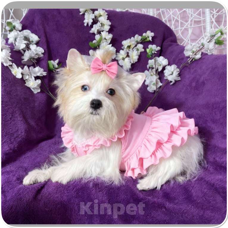 Собаки в Москве: Йоркширский терьер белый девочка голубоглазая Девочка, 120 000 руб. - фото 7