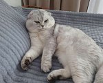 Кошки в Москве: Шотландский вислоухий короткошёрстный котёнок Девочка, 10 000 руб. - фото 8
