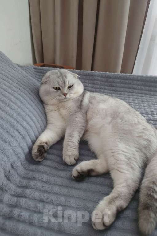 Кошки в Москве: Шотландский вислоухий короткошёрстный котёнок Девочка, 10 000 руб. - фото 8