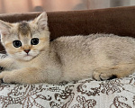 Кошки в Астрахани: Кошечка Девочка, 10 000 руб. - фото 1