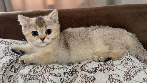 Кошечка