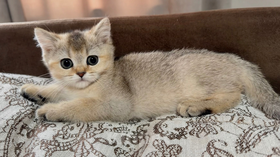 Кошки в Астрахани: Кошечка Девочка, 10 000 руб. - фото 1