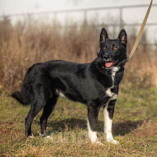 Собаки в Москве: Сева ищет семью Мальчик, Бесплатно - фото 3