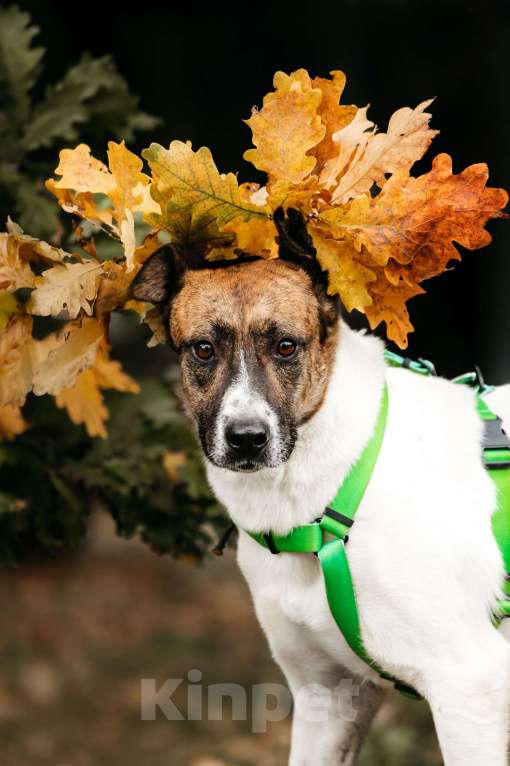 Собаки в Москве: Трогательный собакен ищет дом Мальчик, Бесплатно - фото 1