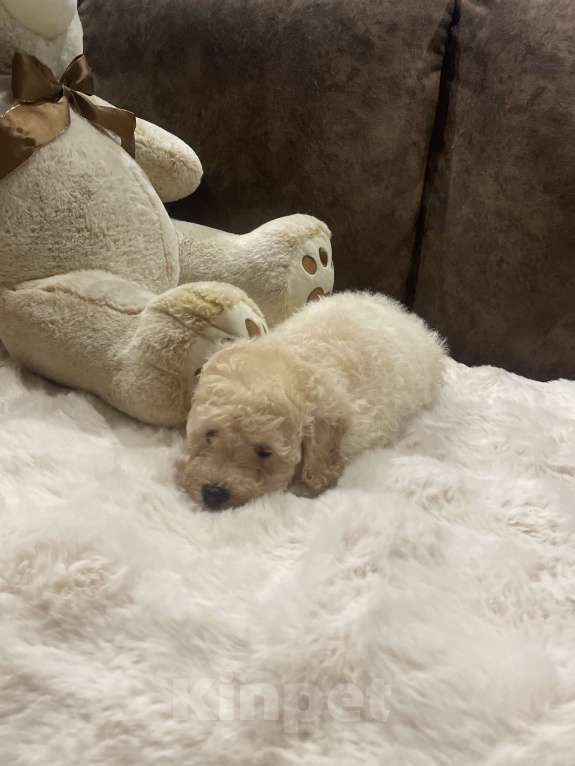 Собаки в Саратове: Щенки той пуделя Мальчик, 30 000 руб. - фото 3