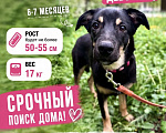 Собаки в Москве: Девочка Гайка ищет дом Девочка, Бесплатно - фото 1