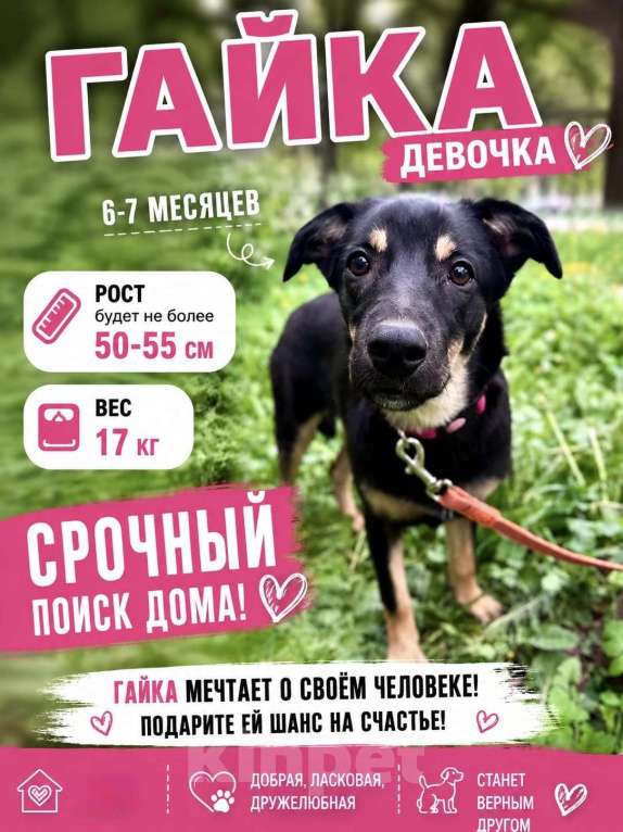 Собаки в Москве: Девочка Гайка ищет дом Девочка, Бесплатно - фото 1