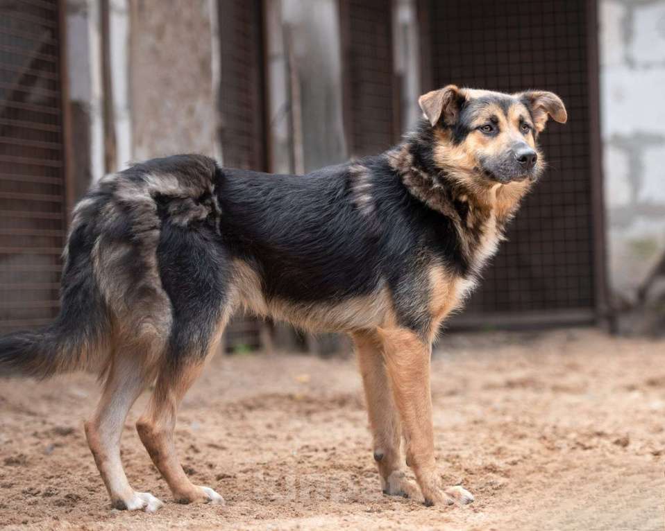 Собаки в Москве: Красавчик - красив не только внешне Мальчик, Бесплатно - фото 6