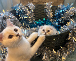 Кошки в Одинцово: Продается шотландская породистая кошечка Девочка, 35 000 руб. - фото 4