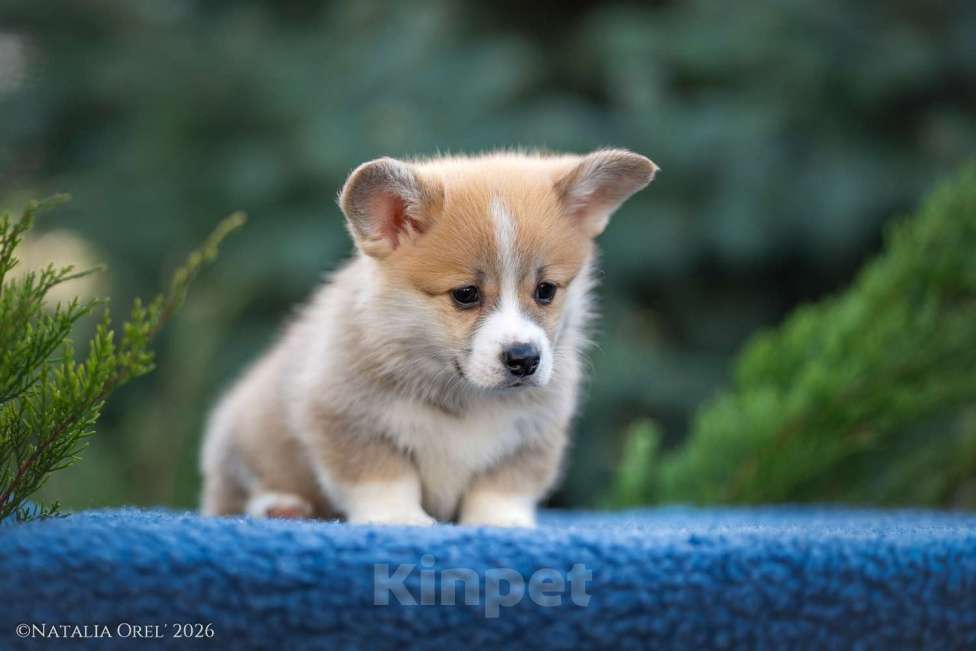 Собаки в Краснодаре: Вельш корги пемброк щенок Мальчик, 50 000 руб. - фото 6