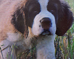 Собаки в Новокузнецке: Великолепный длинношерстный  щенок сенбернара Мальчик, Бесплатно - фото 1