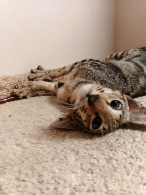 Кошки в Москве: Ориентальный мальчик мраморного окраса Мальчик, Бесплатно - фото 2