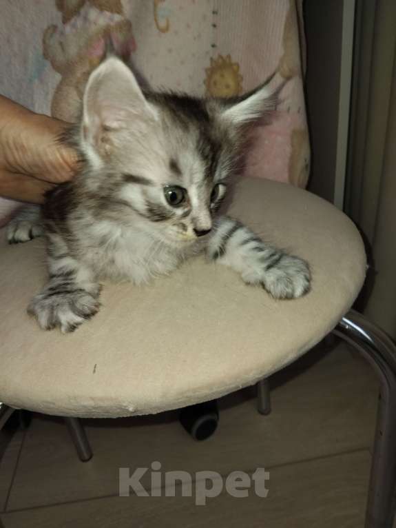 Кошки в Ставрополе: Алекс Мальчик, 20 000 руб. - фото 7