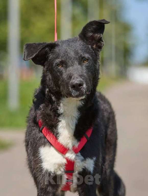 Собаки в Москве: Ночка — собака, которая всегда рядом Девочка, Бесплатно - фото 7