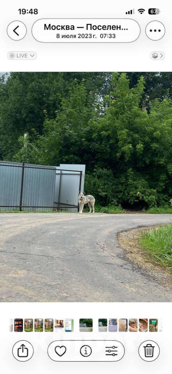 Собаки в Москве: Собака несколько агрессивна, но скорее недоверчива  Девочка, Бесплатно - фото 1