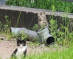 Кошки в Санкт-Петербурге: Котик 2 Мальчик, Бесплатно - фото 2