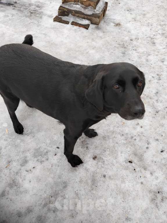 Собаки в Рязани: Отдам в добрые руки Лабрадора Девочка, 1 руб. - фото 3