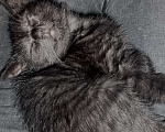 Кошки в Гагарине: Отдам чëрного котëнка Мальчик, Бесплатно - фото 3