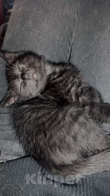 Кошки в Гагарине: Отдам чëрного котëнка Мальчик, Бесплатно - фото 3