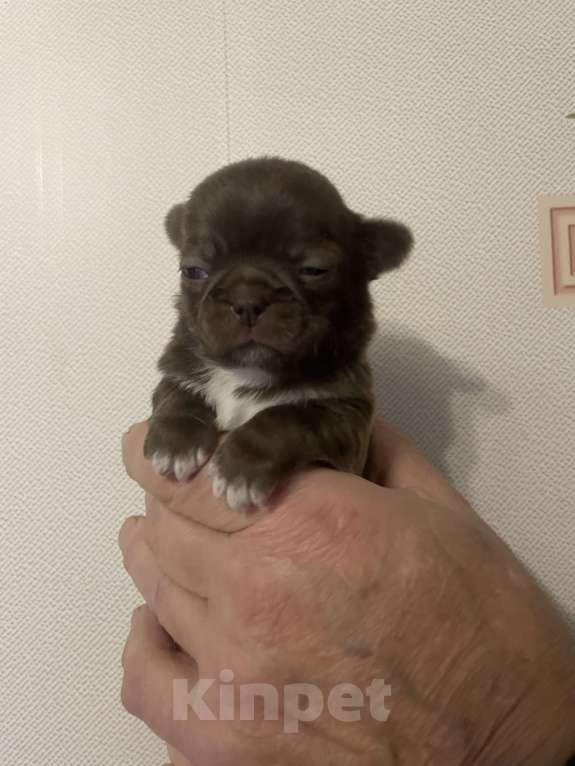 Собаки в Санкт-Петербурге: Щенок чихуахуа Девочка, 50 000 руб. - фото 4