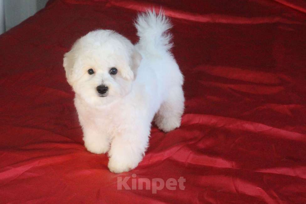 Собаки в Нижнем Новгороде: Щенок. Документы РКФ Мальчик, 70 000 руб. - фото 2