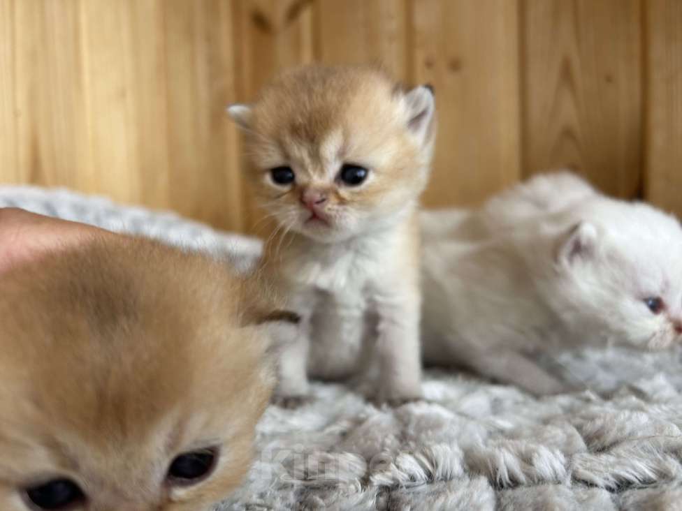 Кошки в Чебоксарах: Котики Мальчик, 35 000 руб. - фото 1