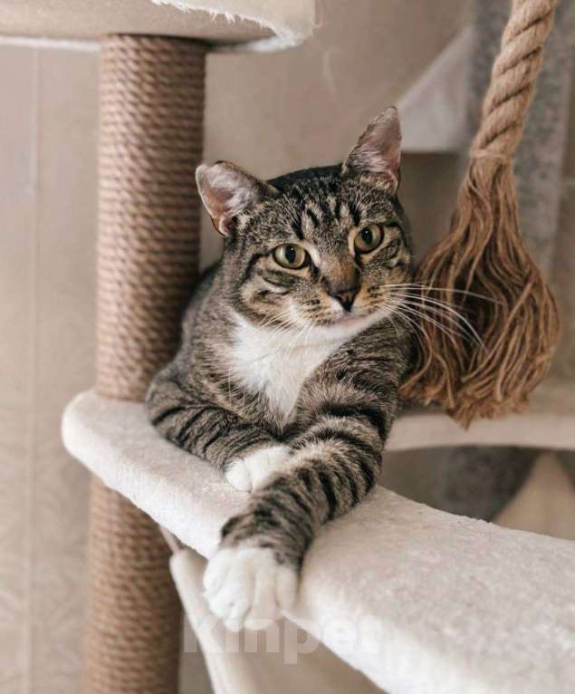 Кошки в Балашихе: Чизкейк Мальчик, Бесплатно - фото 1