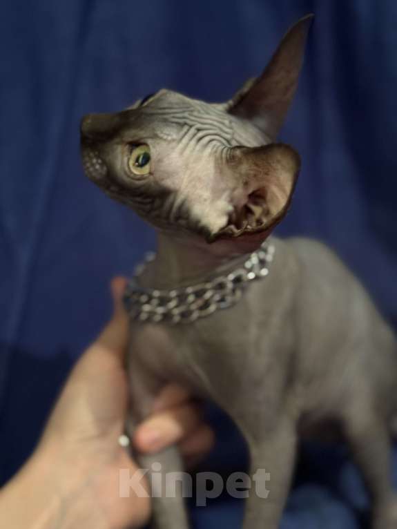 Кошки в Москве: Канадский сфинкс Мальчик, 20 000 руб. - фото 2