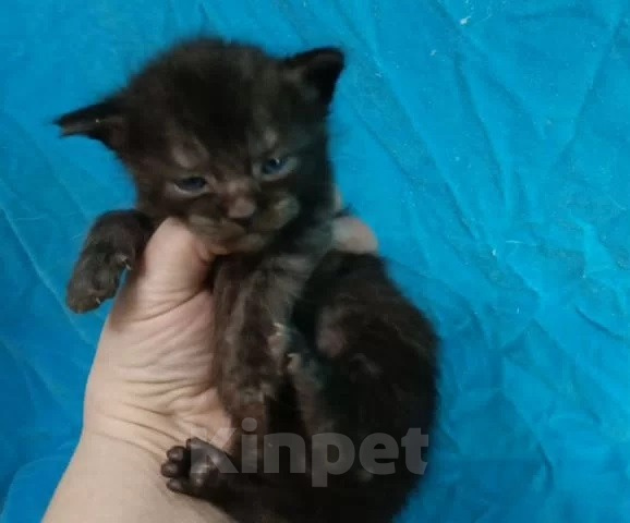 Кошки в Москве: Метис мейн-куна девочка 1 мес. Девочка, 6 000 руб. - фото 1