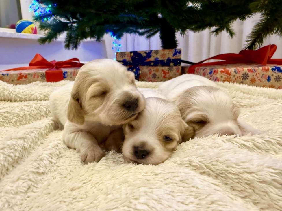 Собаки в других городах Воронежской области: Мальчик  Мальчик, 10 000 руб. - фото 1