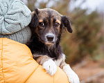 Собаки в Москве: Маленькая, скромная девочка живёт в приюте ищет дом Девочка, Бесплатно - фото 3