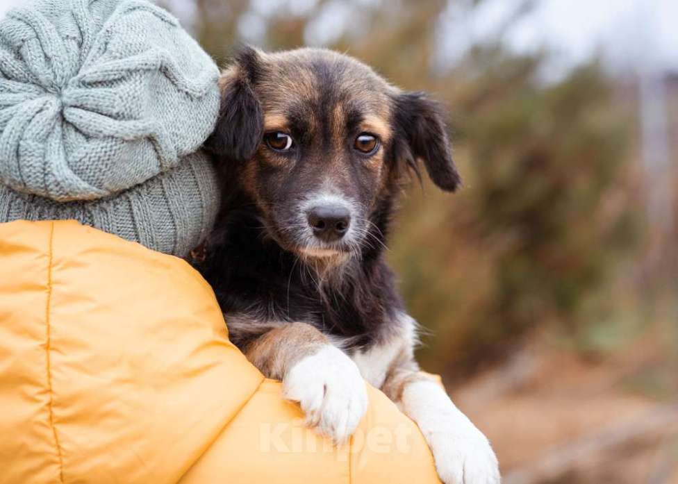 Собаки в Москве: Маленькая, скромная девочка живёт в приюте ищет дом Девочка, Бесплатно - фото 3