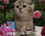 Кошки в Краснодаре: Котята Шотландская золотая шиншилла Девочка, 15 000 руб. - фото 2