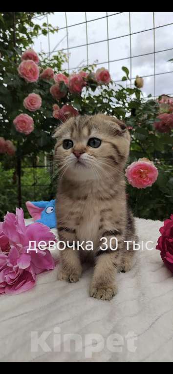 Кошки в Краснодаре: Котята Шотландская золотая шиншилла Девочка, 15 000 руб. - фото 2